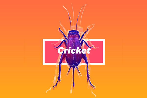 Cricket and Mud Brick